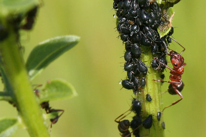 Ameise und Blattläuse an Flocklenblume - Foto: Helge May